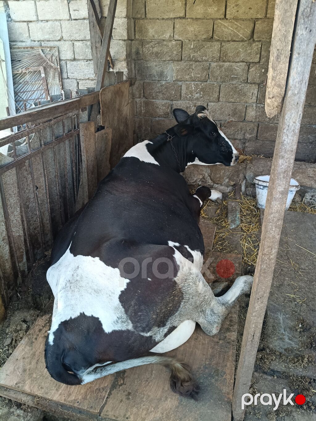 Dişi, Holsteyn, il: 4, 250 kq, Ətlik, Ünvandan götürmə — Kənd təsərrüfatı heyvanları, Saray (2)