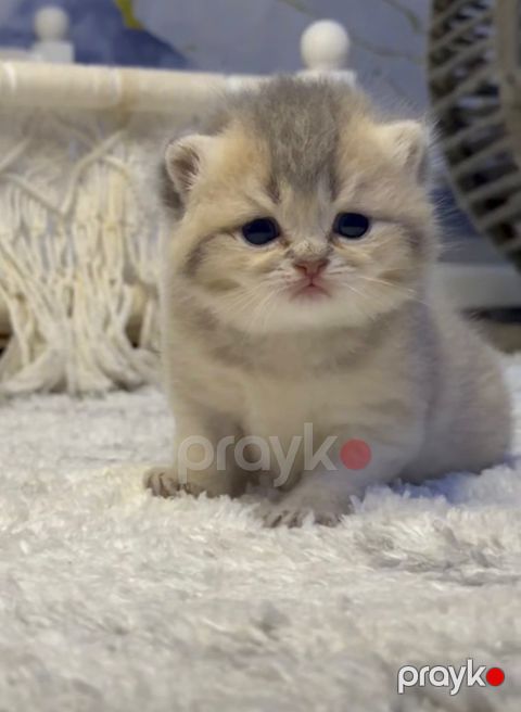 British Blue Chinchilla pişiyi — Bakı