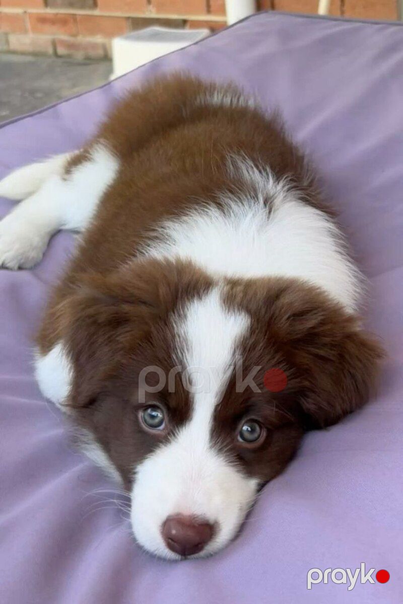 Border collie — Köpəklər, Bakı (5)