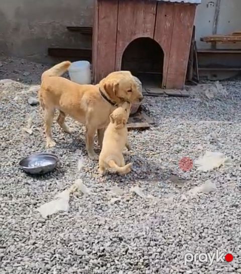 Labrador-retriver, 2 ay, Erkək — Bakı