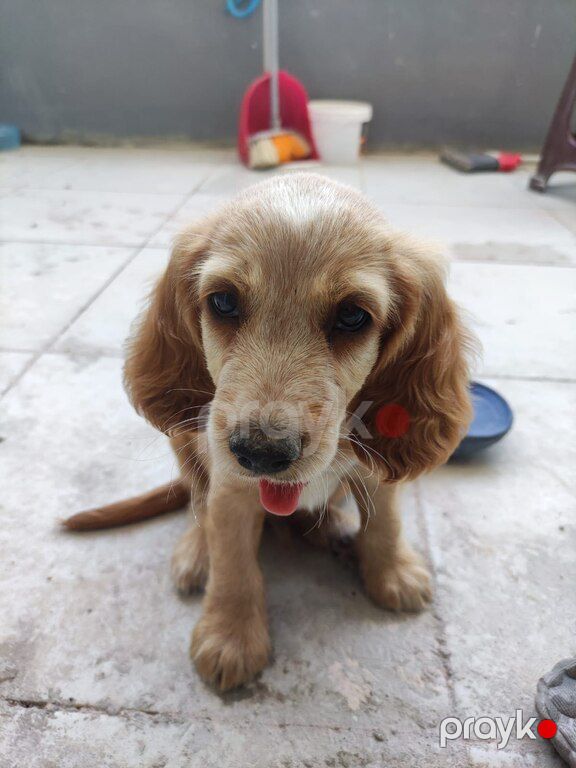 Koker spaniel balaları — Köpəklər, Bakı (4)