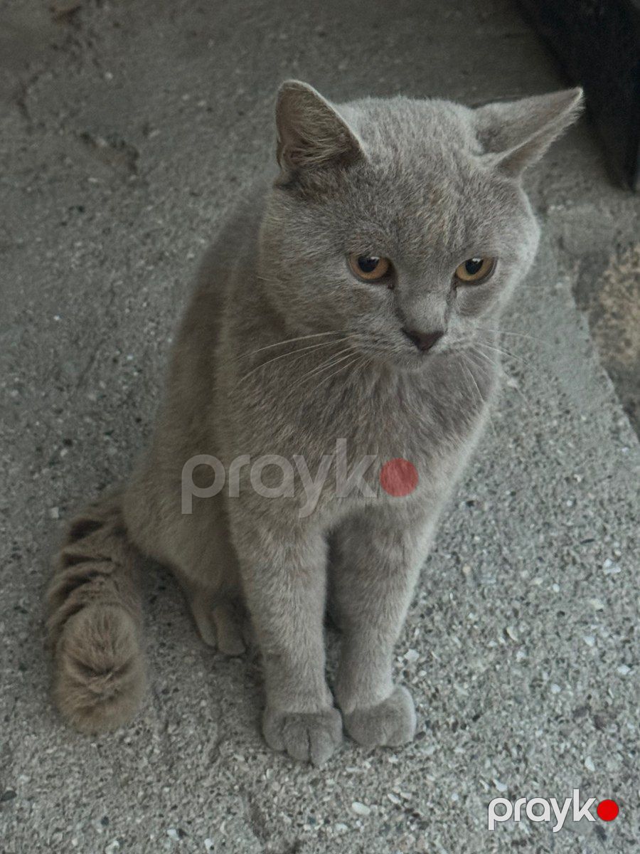 Şotland pişiyi — Pişiklər, Bakı (5)