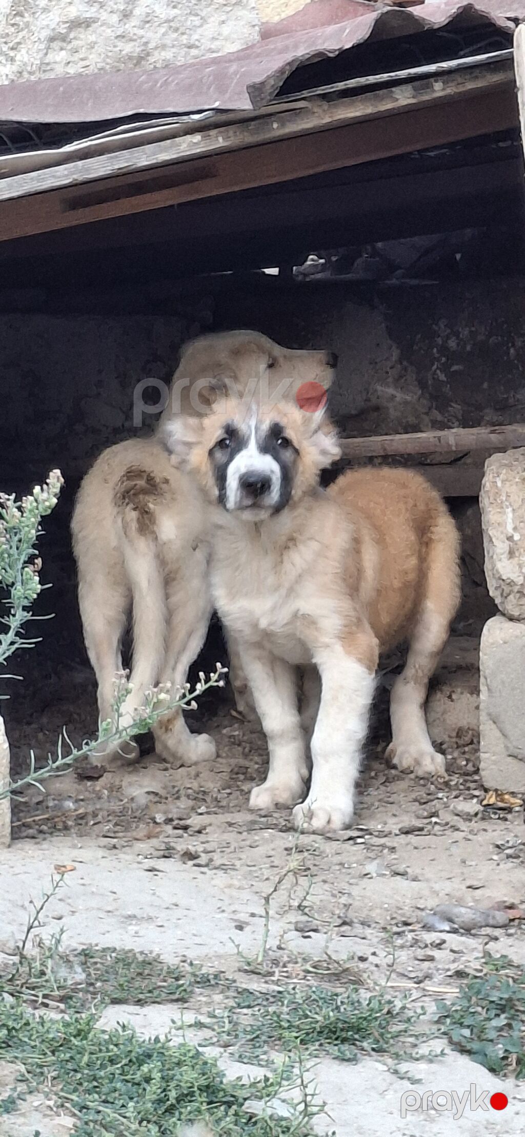 Peyvəndli — Köpəklər, Bakı (3)