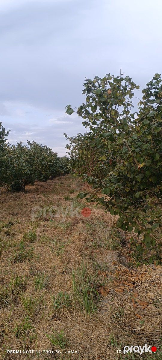 35 sot torpaq sahəsi, Xaçmaz r — Torpaq, Xaçmaz (5)
