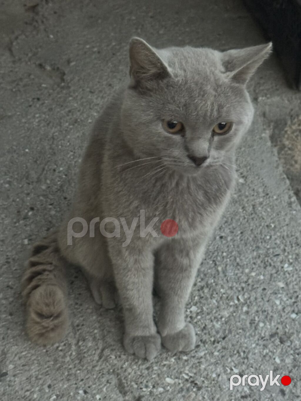 Erkək — Pişiklər, Ceyranbatan (4)