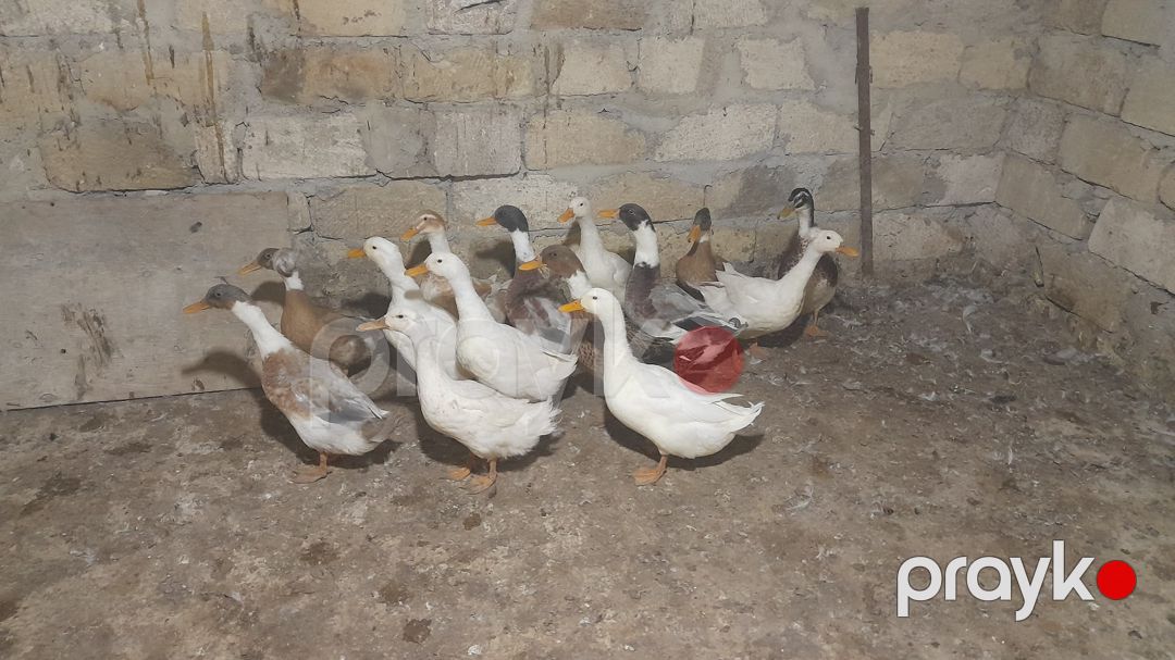 Lal ördəklər — Quşlar, Şamaxı (3)