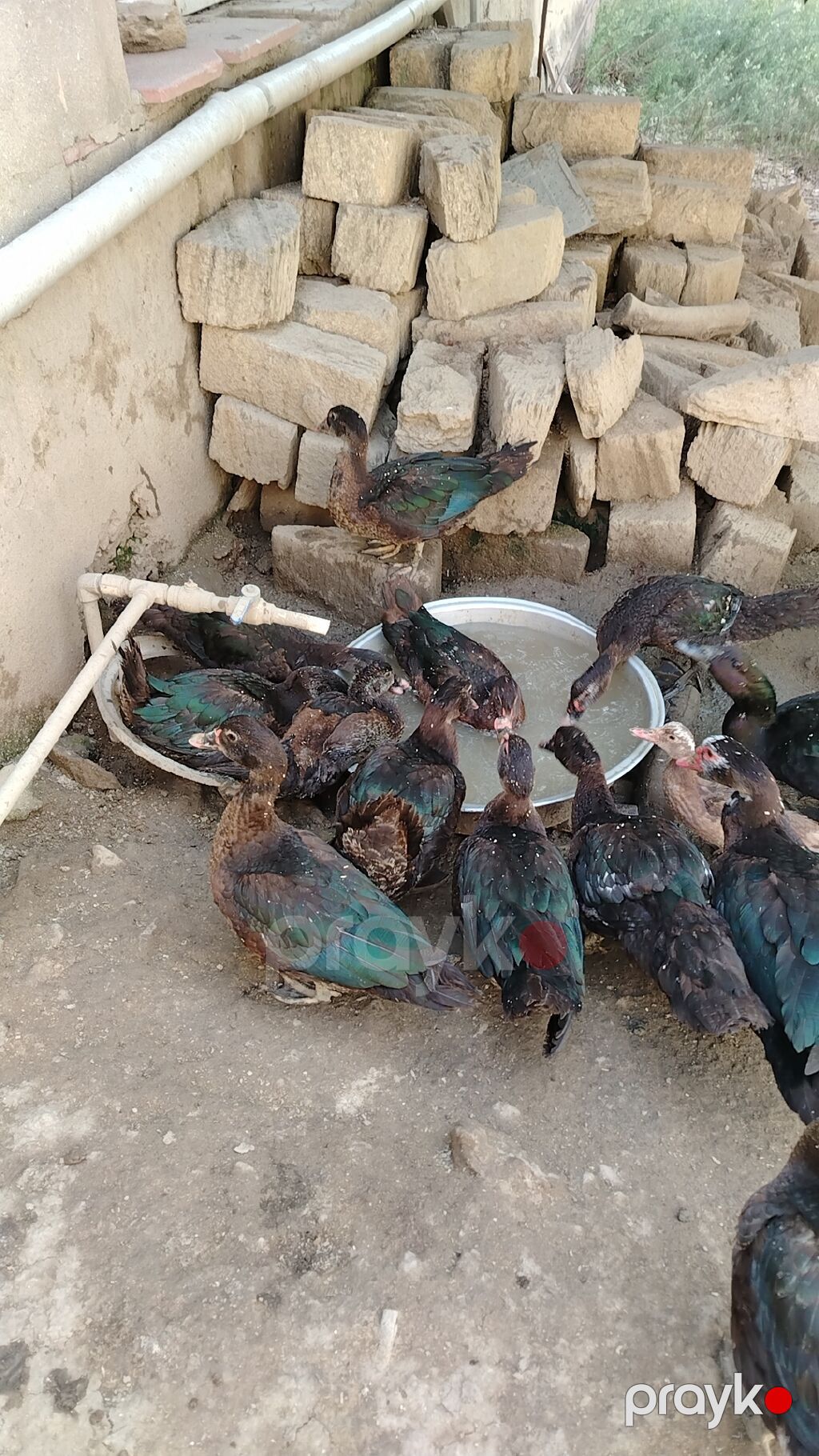 Musk ördəkləri (indo ducks) – təsərrüfat üçün məhsuldar sürü - Növ — Digərləri, Masazır (2)