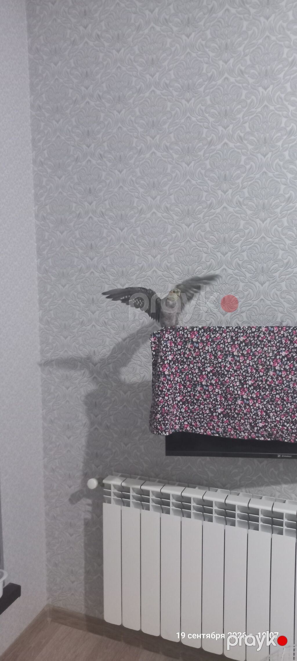 Nimfa (Cockatiel) tutuquşu – boz-ağ rəng çaları, yanaqlarında narıncı — Tutyun papağayı, Digah (5)