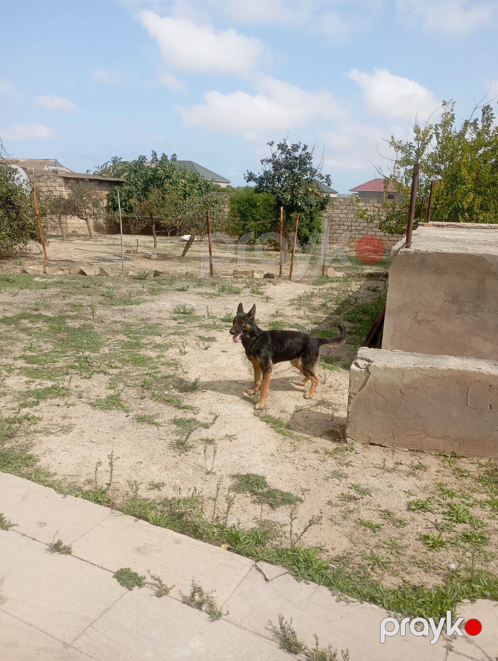 Alman çoban iti, 1 il, Dişi, Peyvəndli — Köpəklər, Bakı (3)