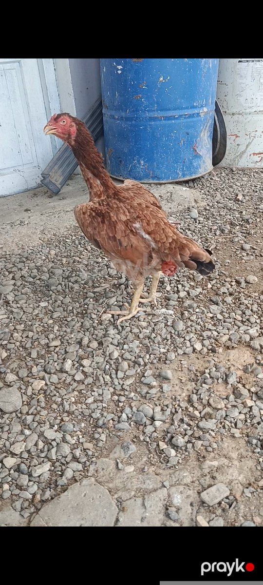 Toxumluq fərələr — Quşlar, Füzuli (5)