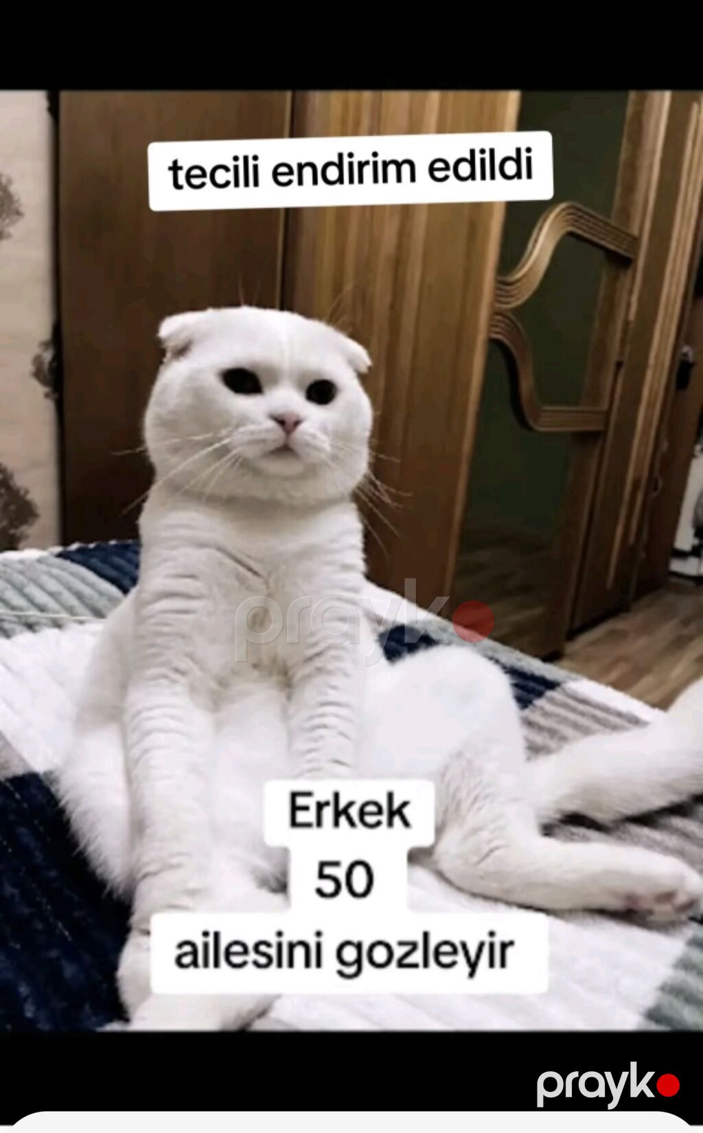 Şotland yastı qulaq, Erkək, Yaxşı əllərə, Ödənişli çatdırılma — Pişiklər, Xırdalan (4)
