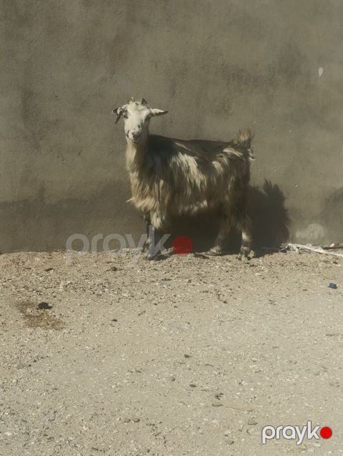 Salam Sağlam Keçidi 3 qarın Partdam kökü Heyvadi rahat ət olar 14 15 — Digah