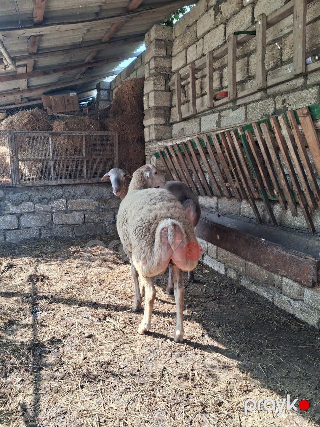 Qoçlar — Kənd təsərrüfatı heyvanları, Bakı (3)