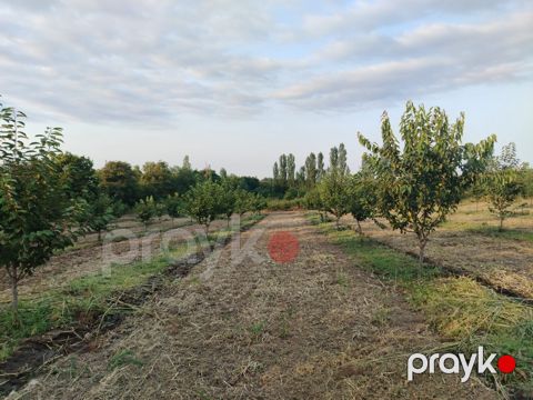 48 sot torpaq sahəsi, Quba r — Quba