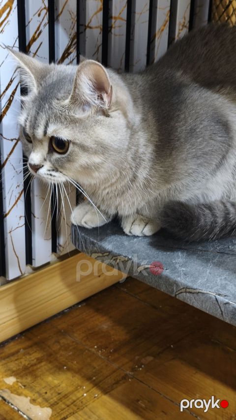 Şinşilla, Dişi, Yaxşı əllərə, Ödənişli çatdırılma — Xırdalan