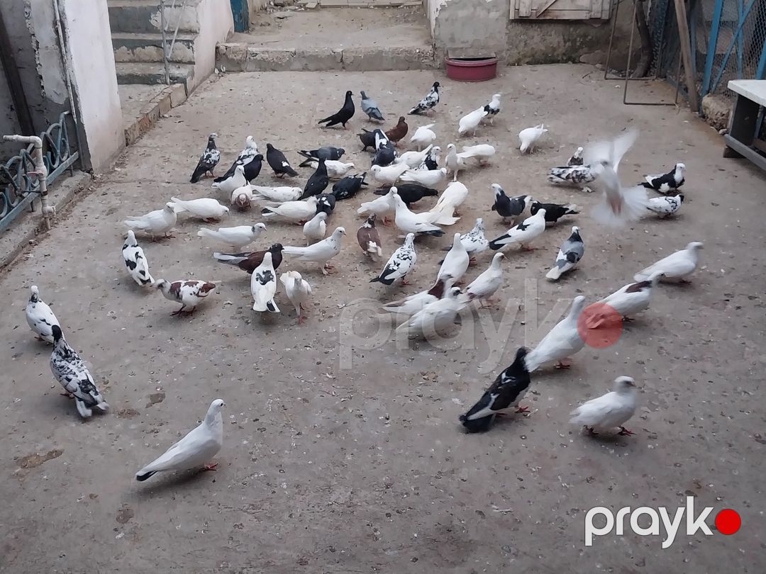 Göyərçinlər — Quşlar, Bakı (5)