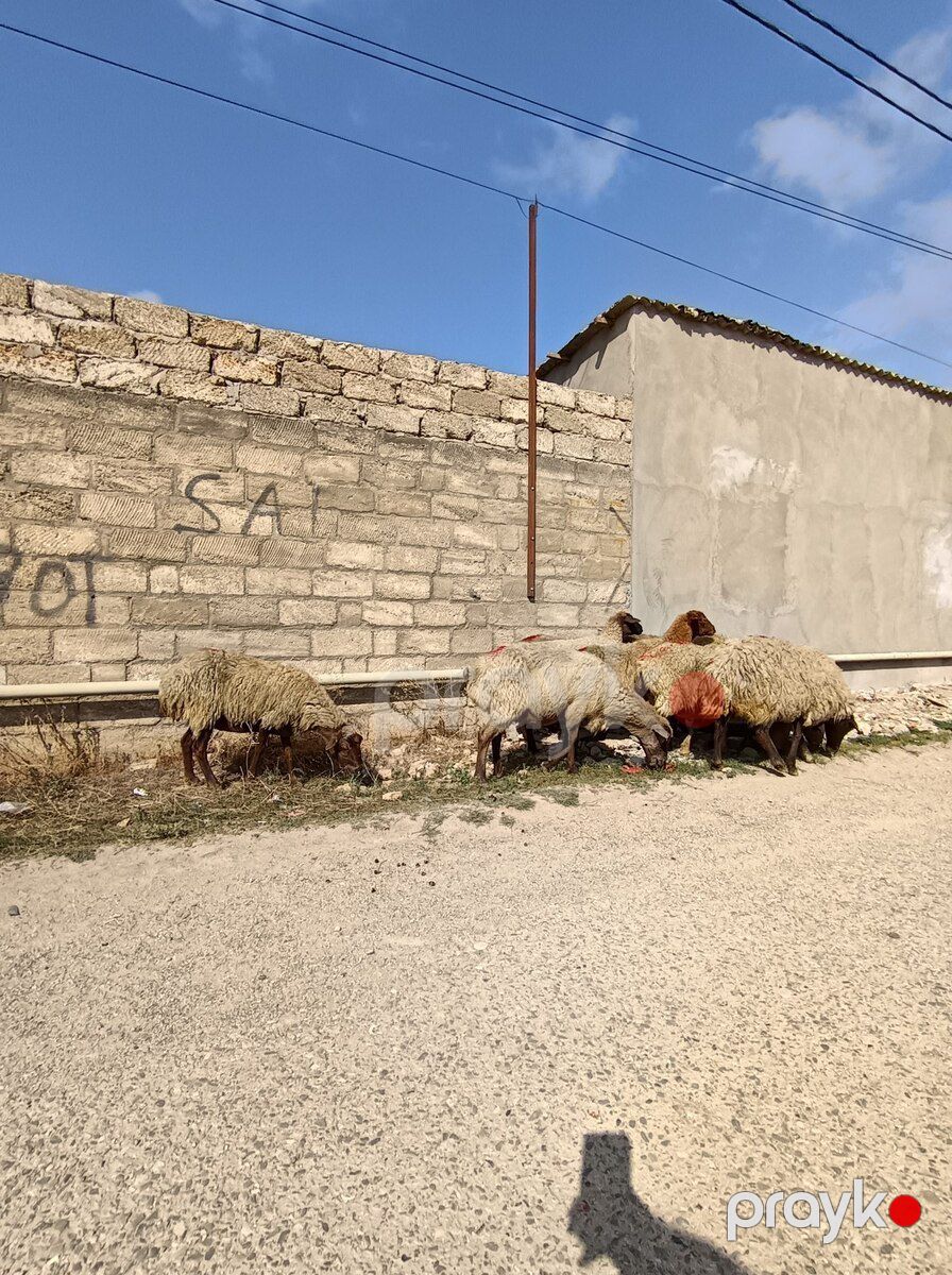 Qoyunlar — Kənd təsərrüfatı heyvanları, Bakı (3)