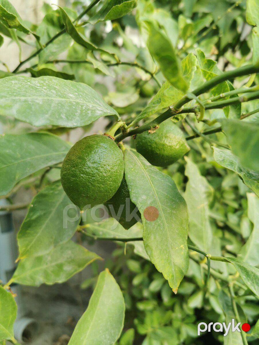 Limon ağacı — Bitkilər, Bakı (2)