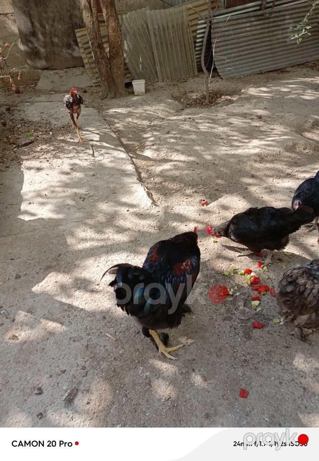 Toyuq, Damazlıq — Toyuq və xoruz, Bakı (6)