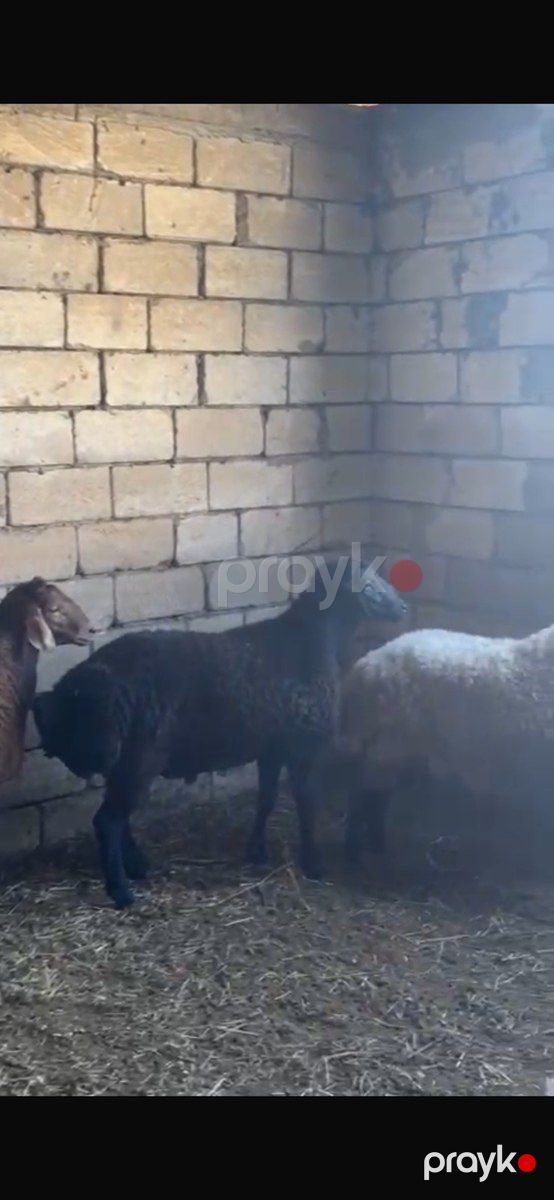 Qoçlar — Kənd təsərrüfatı heyvanları, Şirvan (2)