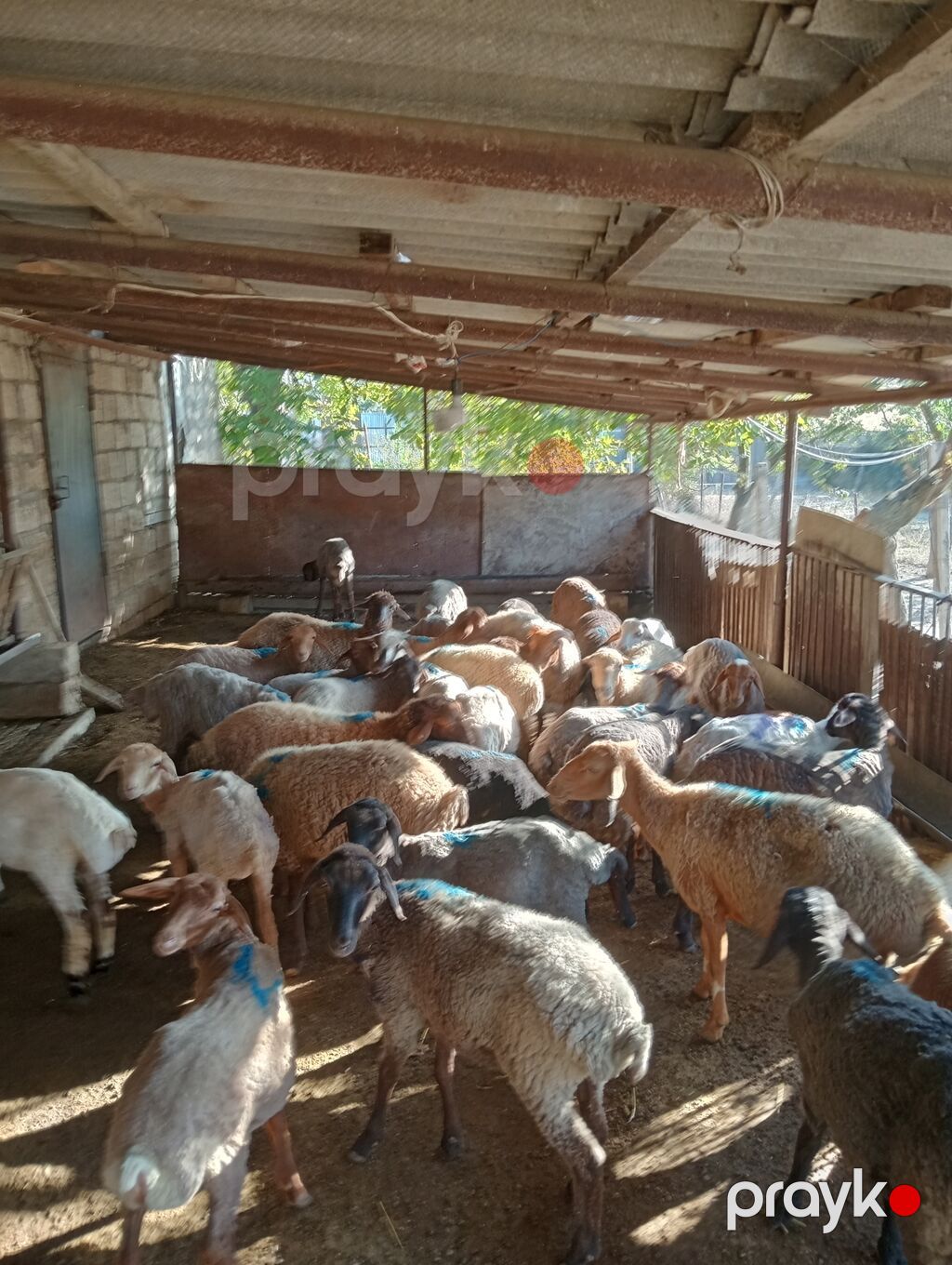 24 erkək 7 dişi kom 31 baş toğlu satılır — Kənd təsərrüfatı heyvanları, Qobustan (6)
