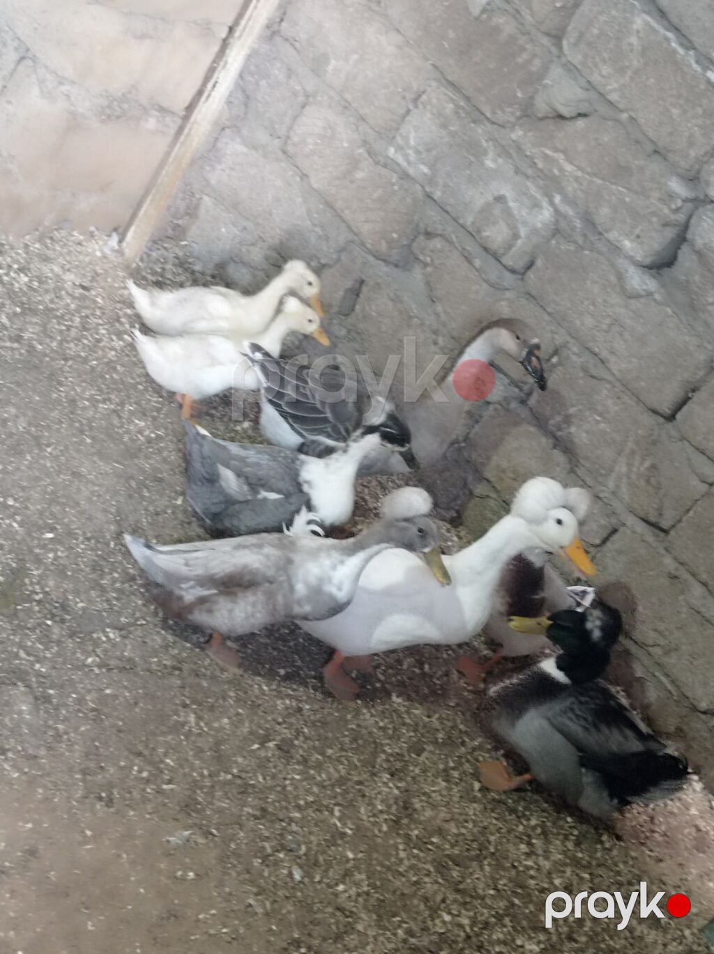 Salam 4 Erkey 1 dişidi hamsida kekilidi 2 dene de 2 ay yarımlıq — Digərləri, Digah (6)