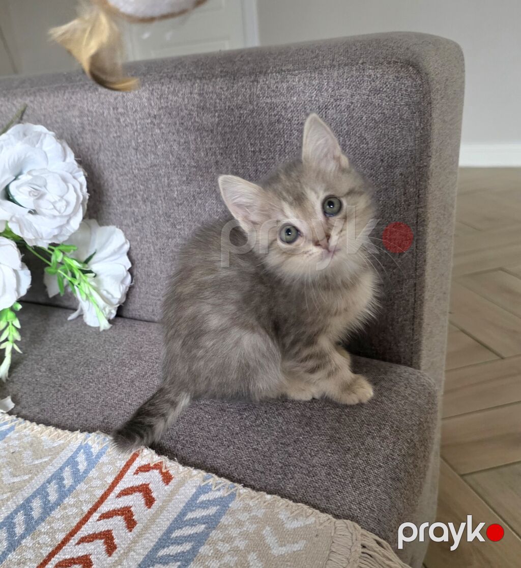 Britan, Erkək, Dişi — Pişiklər, Bakı (6)