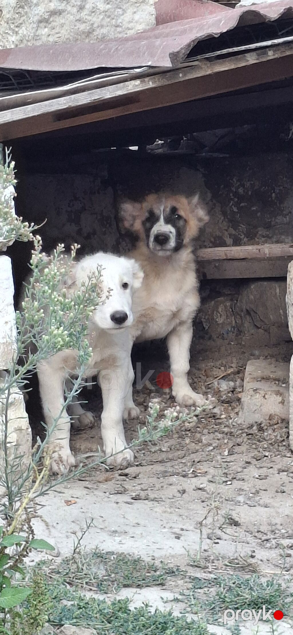 Peyvəndli — Köpəklər, Bakı (2)