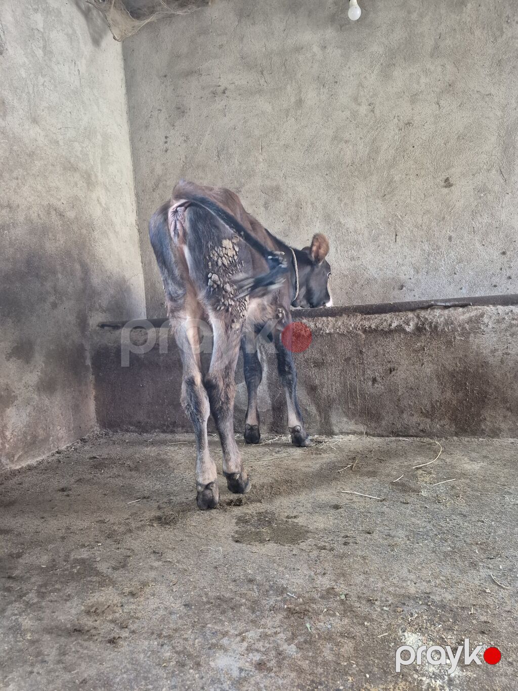 Dana, buzov, Dişi, ay: 4, Damazlıq — Kənd təsərrüfatı heyvanları, Digah (10)