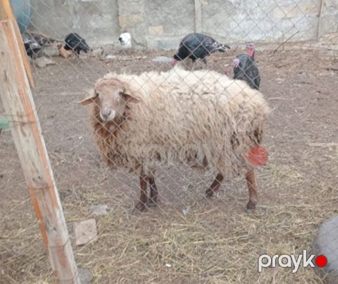 Satlir qoc - Növ: Qoyun (quzu/qoyun cinsi – yerli, uzun yunlu) — Masazır
