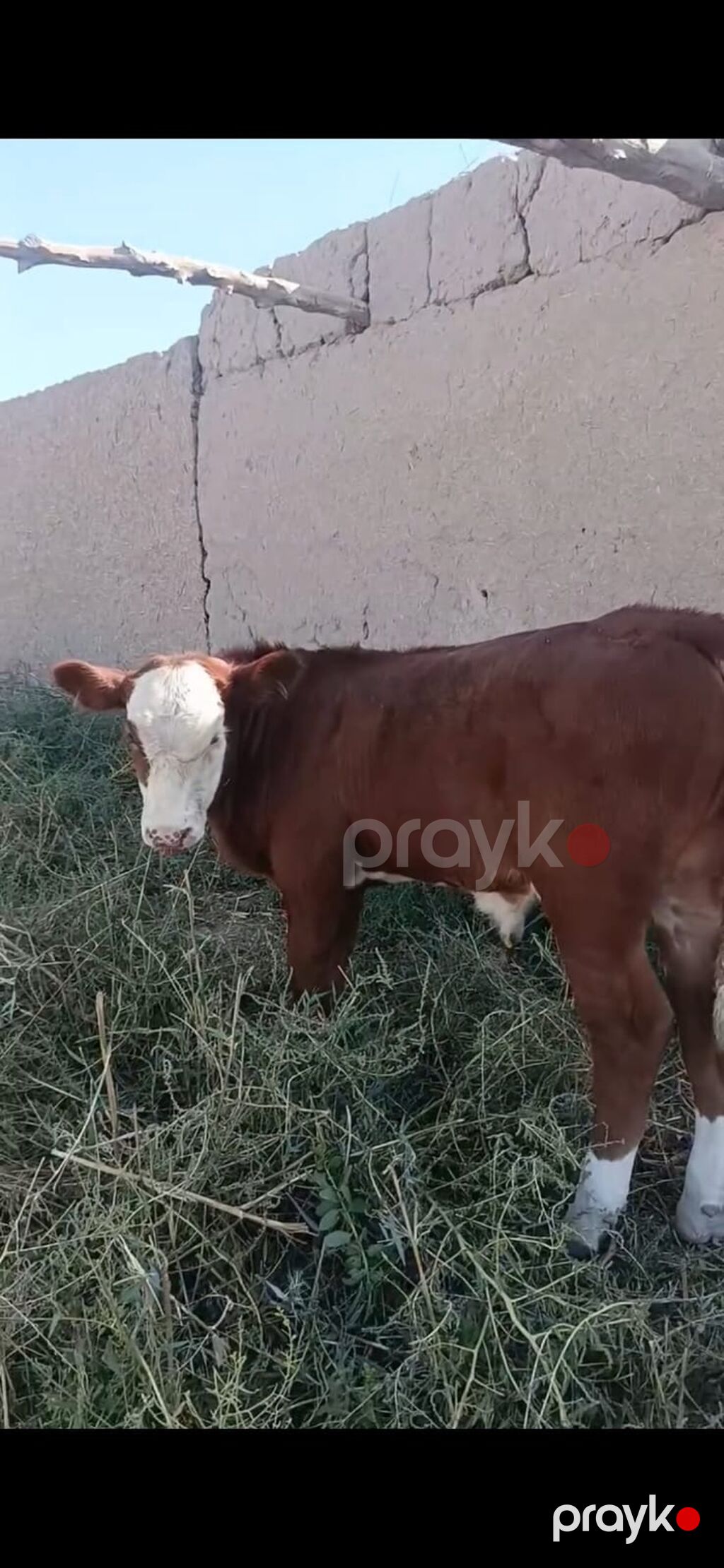 Hereford tipli dana - Rəng: qırmızı-qəhvəyi bədən, ağ alın və burun — Kənd təsərrüfatı heyvanları, İsmayıllı (4)
