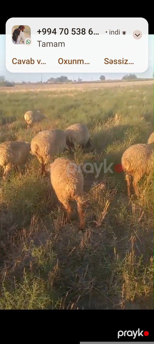 Qoyunlar — Kənd təsərrüfatı heyvanları, Xaçmaz (6)