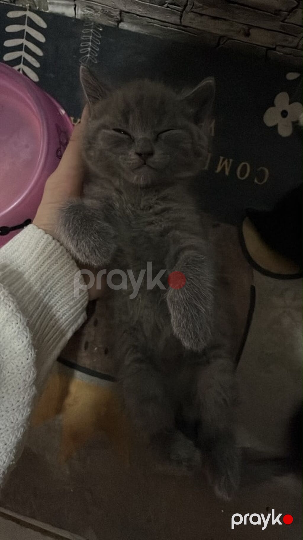 Dişi, Yaxşı əllərə, Ünvandan götürmə — Pişiklər, Bakı (2)