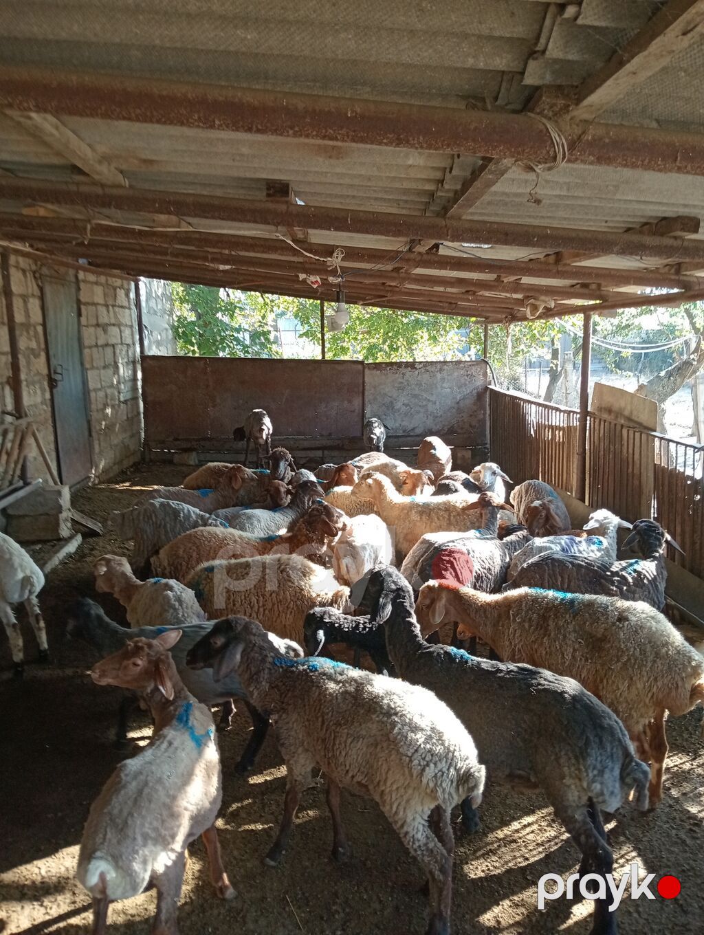 24 erkək 7 dişi kom 31 baş toğlu satılır — Kənd təsərrüfatı heyvanları, Qobustan (5)