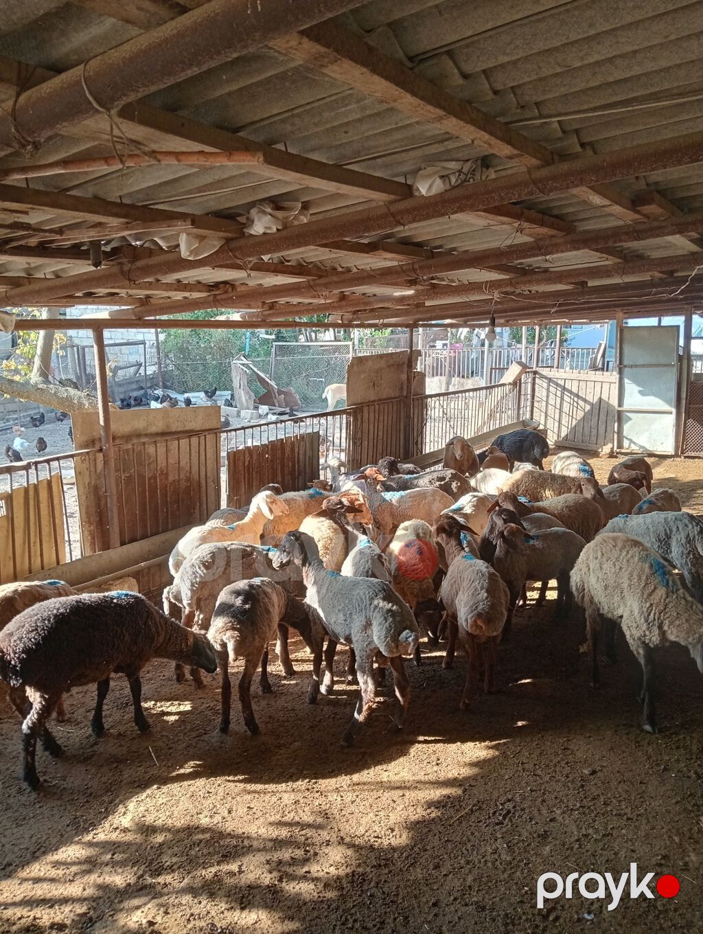 24 erkək 7 dişi kom 31 baş toğlu satılır — Kənd təsərrüfatı heyvanları, Qobustan (2)