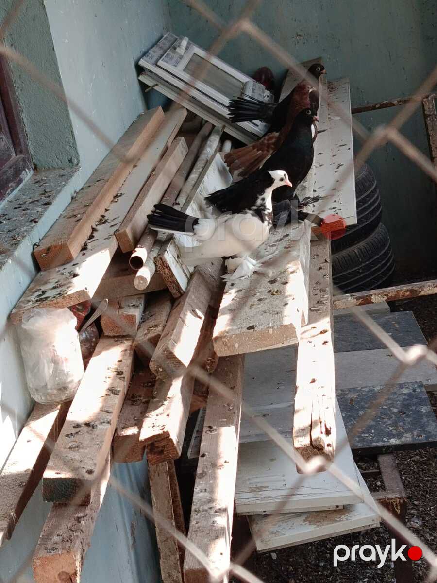 Göyərçinlər — Quşlar, Bakı (8)