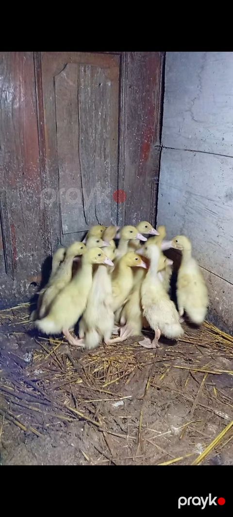 Pekin ördəkləri — Bakı