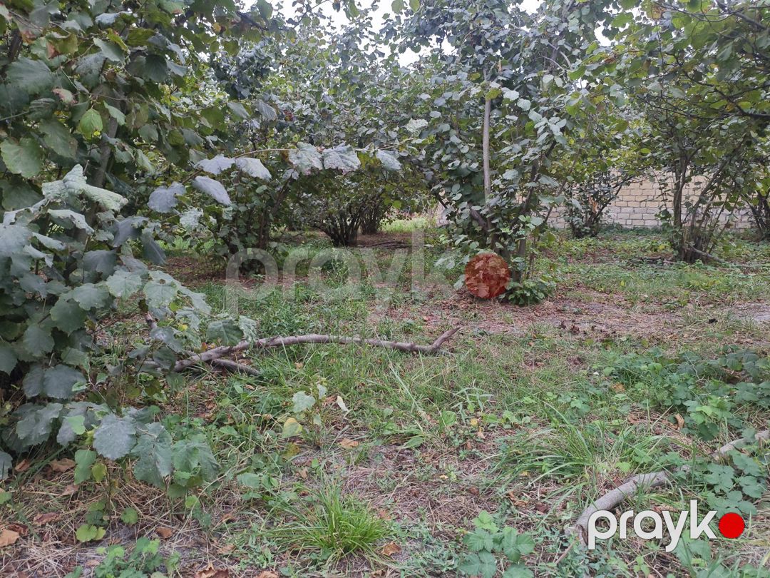 14 sot torpaq sahəsi, Xaçmaz r — Torpaq, Xaçmaz (4)