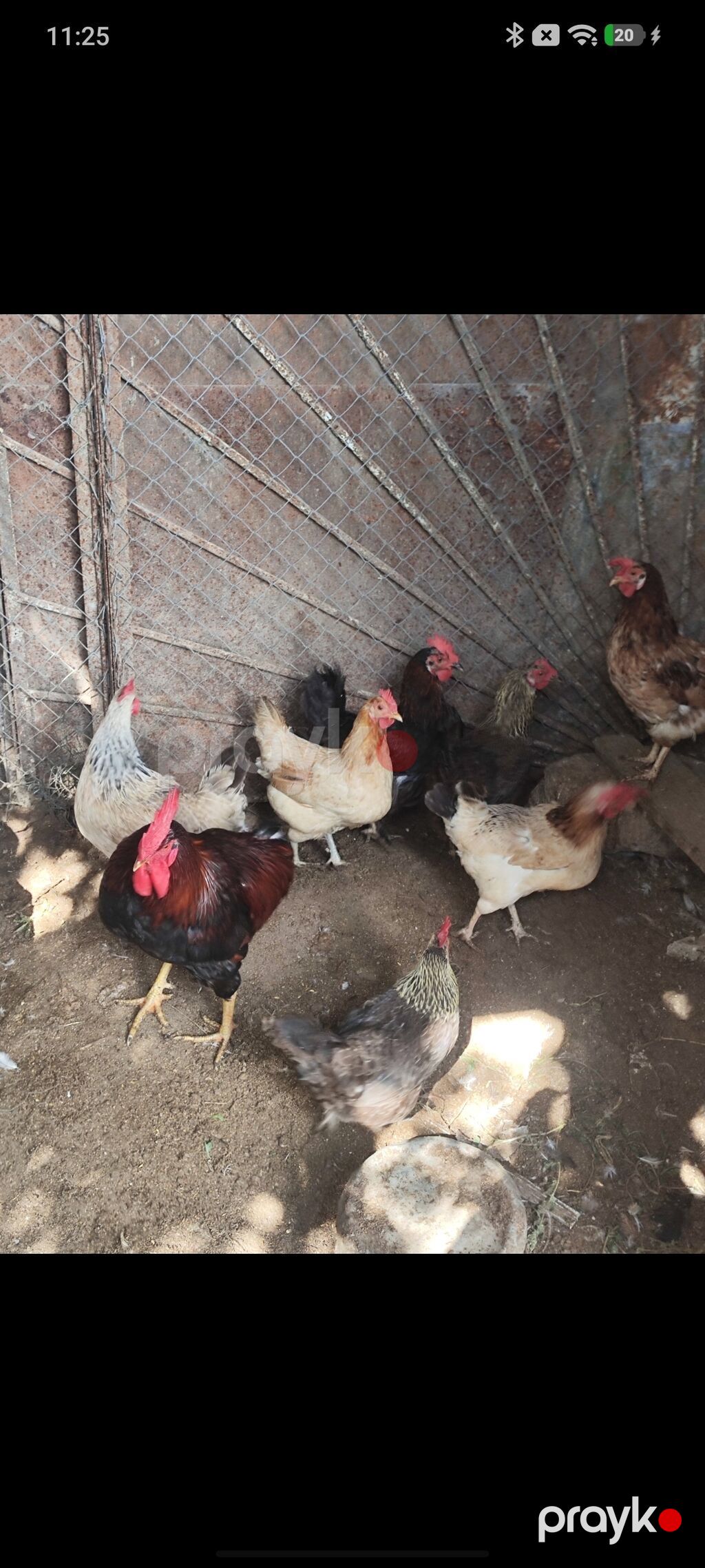 Yumurtuyan Toyuqlar Satılır 10 ədəd yumurtuyan toyuqdur. Toyuqun — Toyuq və xoruz, Novxanı (4)
