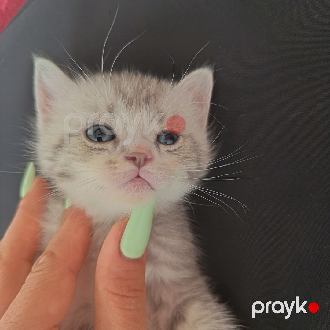 Şinşilla pişiyi — Pişiklər, Bakı (5)