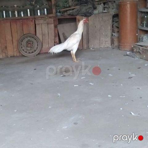 Xoruz, Heyratı, il: 1, Ünvandan götürmə — Bakı