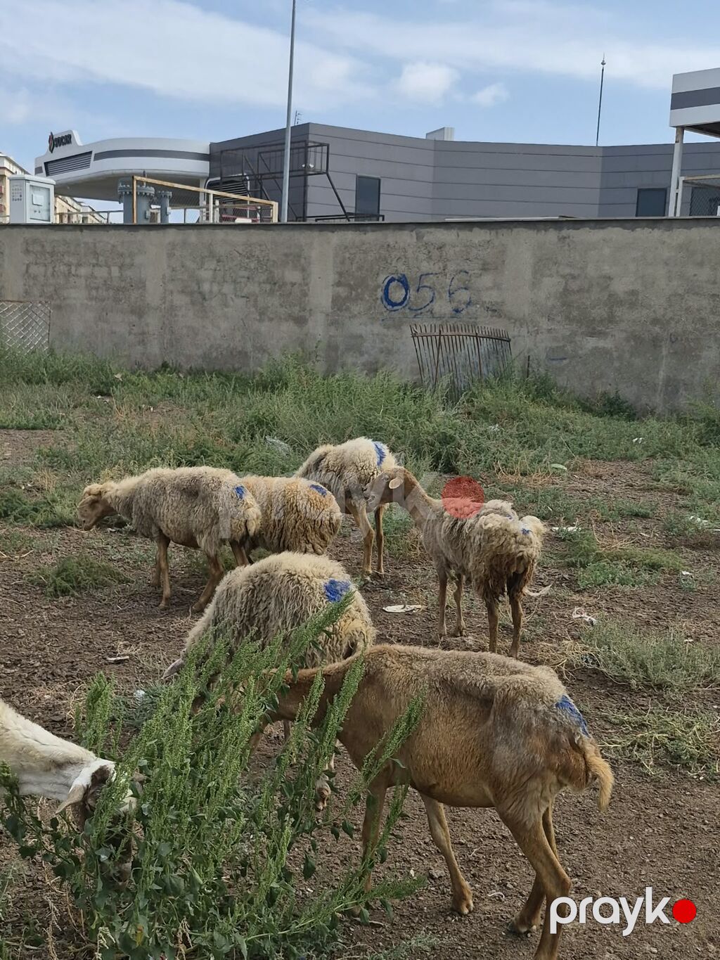 8 Qoyun sürüsü Təsvir: - Şəkillərdə görüldüyü kimi müxtəlif yaş və — Kənd təsərrüfatı heyvanları, Mehdiabad (4)