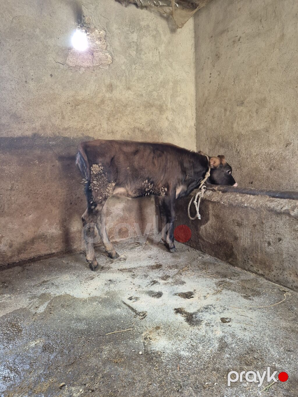 Dana, buzov, Dişi, ay: 4, Damazlıq — Kənd təsərrüfatı heyvanları, Digah (9)