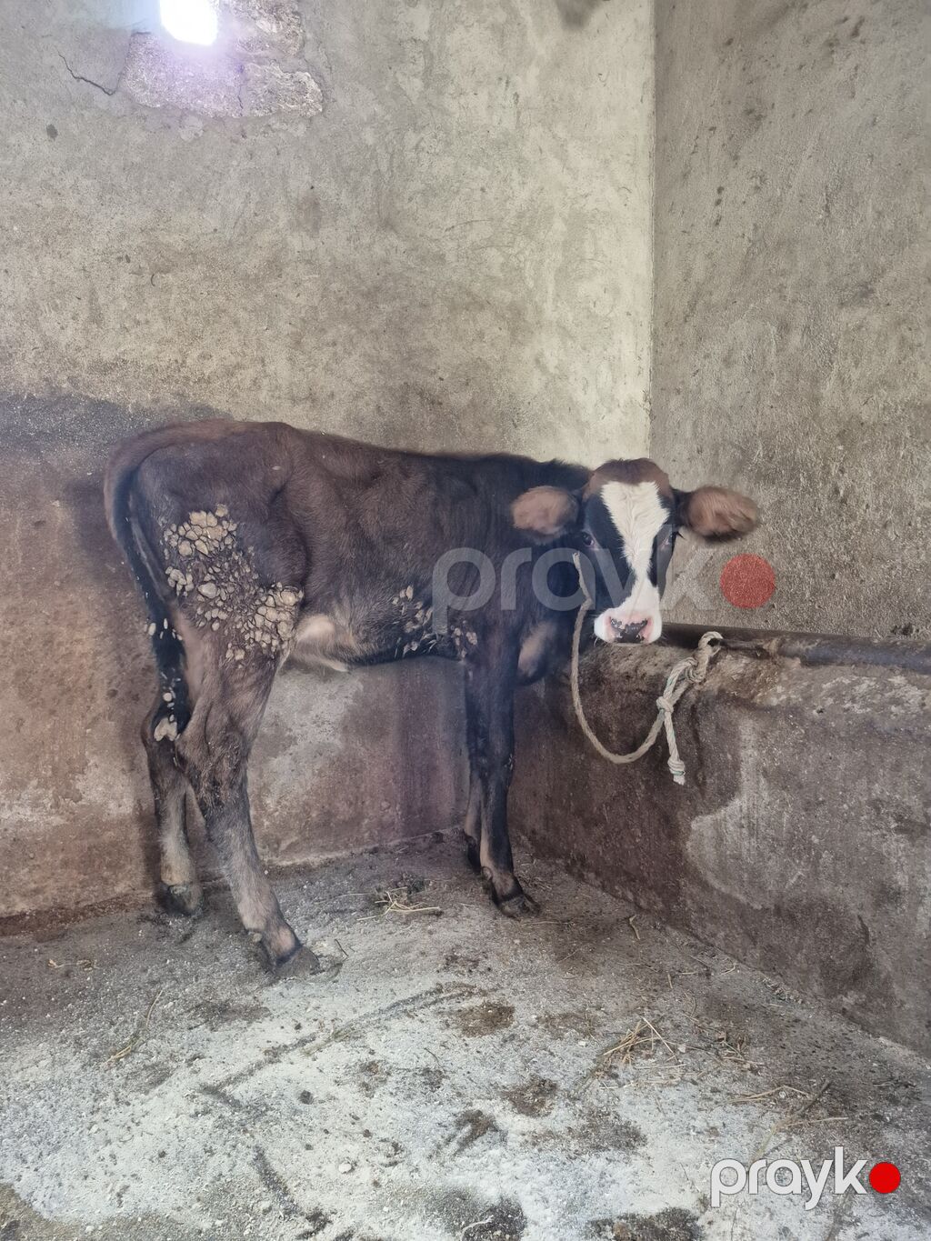 Dana, buzov, Dişi, ay: 4, Damazlıq — Kənd təsərrüfatı heyvanları, Digah (6)
