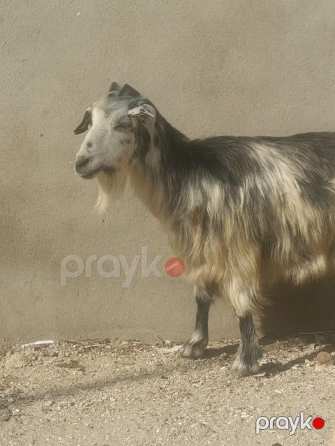 Keçi — Bakı