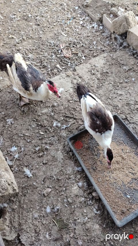 Musk ördəkləri (indo-ördəklər) – 2 baş - Cins: Muscovy (indo-ördəyi) — Novxanı