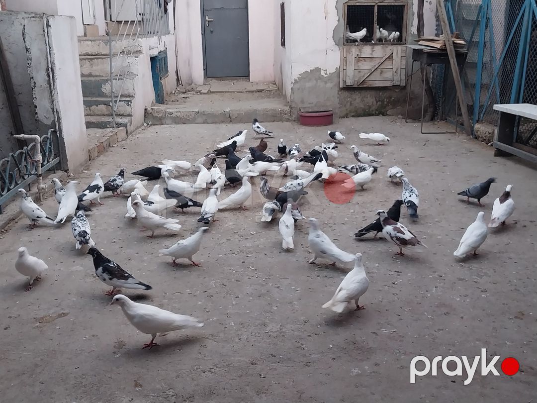 Göyərçinlər — Quşlar, Bakı (8)