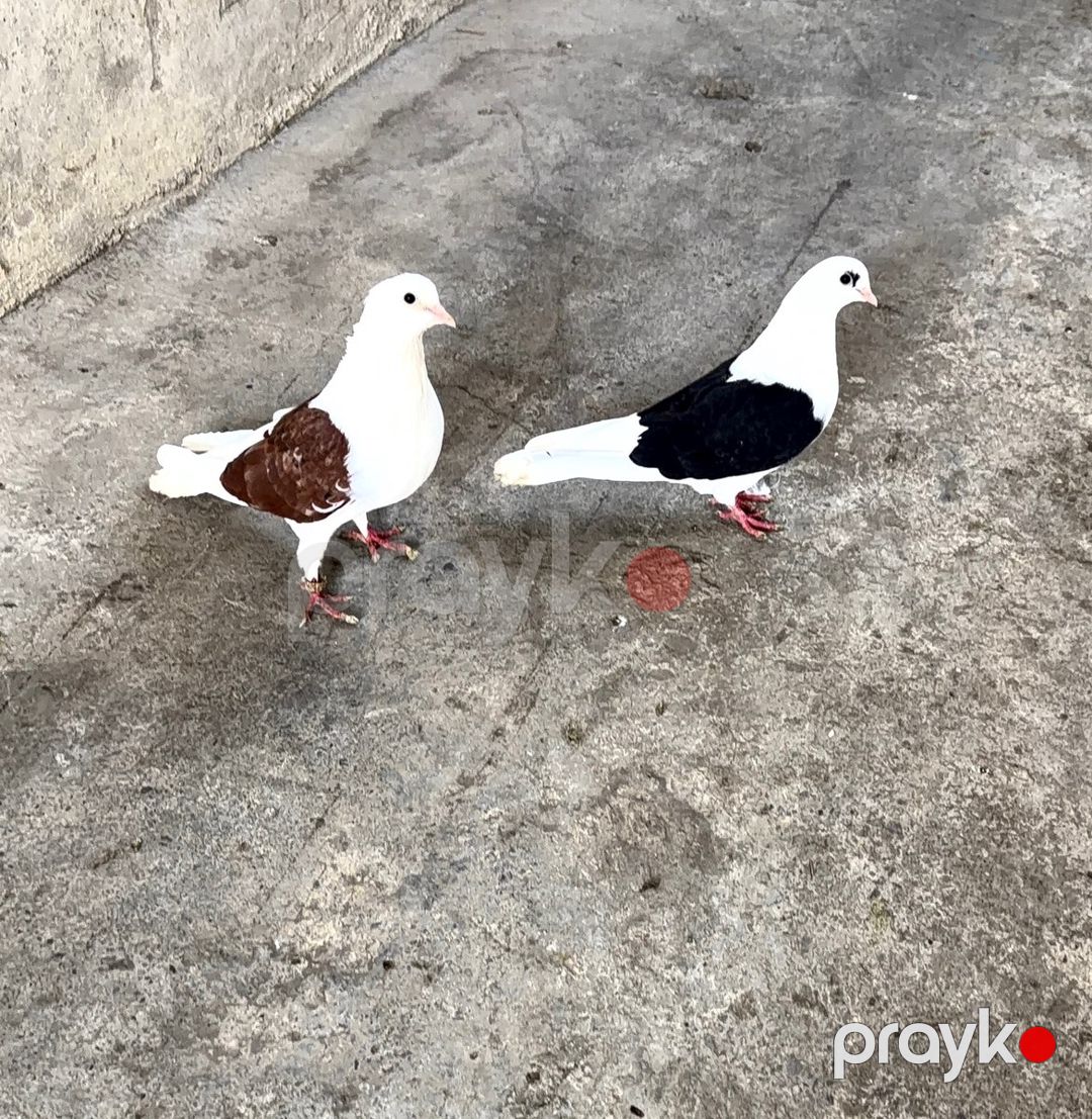 Göyərçinlər — Quşlar, Bakı (2)
