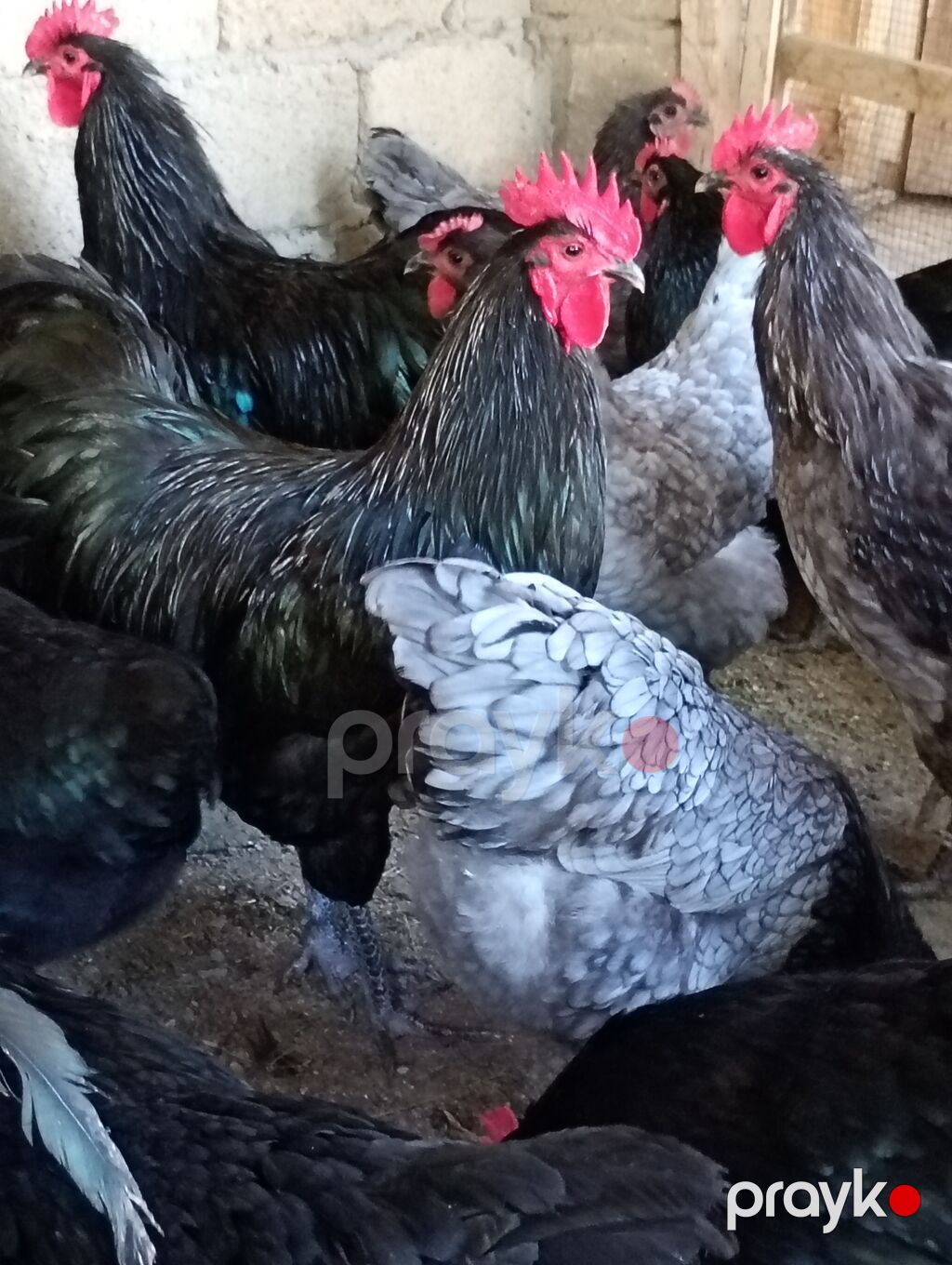 Toyuq, Orpington, Damazlıq — Toyuq və xoruz, Masazır (3)