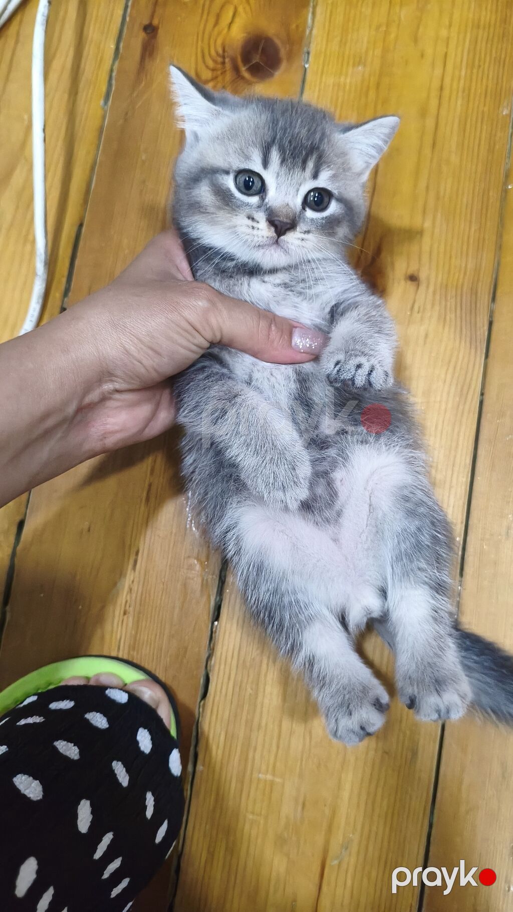Şinşilla, Erkək, Yaxşı əllərə, Ödənişli çatdırılma — Pişiklər, Xırdalan (5)